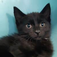 Croqmou, chatte à adopter