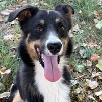 ADAM DIT MAX, chien à adopter
