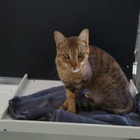 Billy, chat à adopter