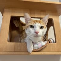 ATLAS, chat à adopter