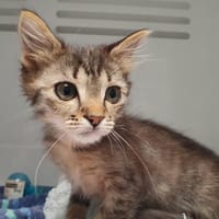 RIHANNA, chatte à adopter