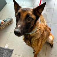 PRADA, chienne à adopter