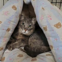 Grooty, chat à adopter