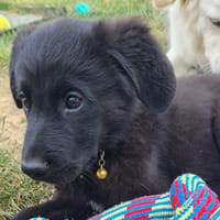 BANGO, chien à adopter