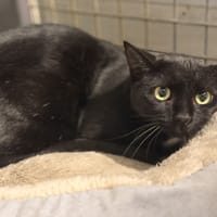 CRACOTTE, chatte à adopter
