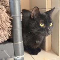 THIAGO, chat à adopter