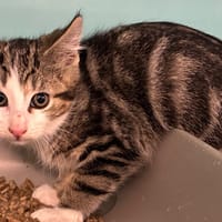 MICKAEL, chat à adopter