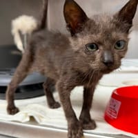 ENIGME, chatte à adopter