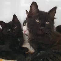 IVY CHA, chatte à adopter