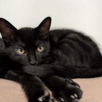 NALA, chatte à adopter