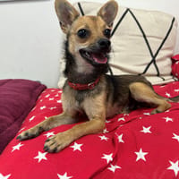 AQUA, chien à adopter
