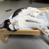 KATHY, chatte à adopter