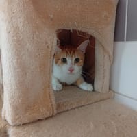 ARMAND, chat à adopter