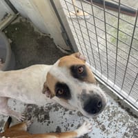 GIDGET, chienne à adopter