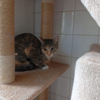 LISETTE, chatte à adopter