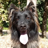 Néo, chien à adopter