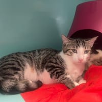 ZOUZOU, chat à adopter