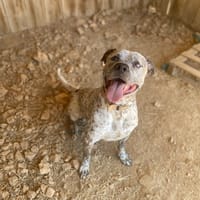 HADES, chien à adopter