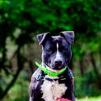 ULYSSA (réservé), chienne à adopter