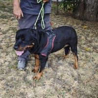 OURAL, chienne à adopter