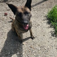 SWIF, chienne à adopter