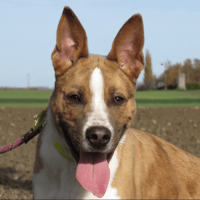 SPEEDY, chien à adopter
