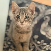 Bandit, chat à adopter
