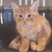 CRAQUANT, chat à adopter