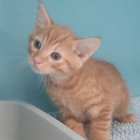 CHARMANT, chatte à adopter