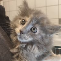 CHOU, chatte à adopter
