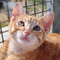 Marcel, chat à adopter