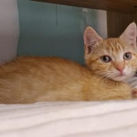 Gota, chatte à adopter