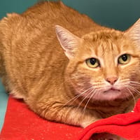 JOSIANE, chatte à adopter