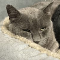AQUAREL, chatte à adopter