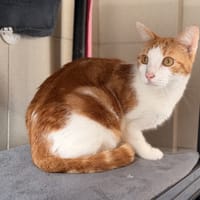SIMBA, chat à adopter
