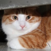 LITCHI, chat à adopter