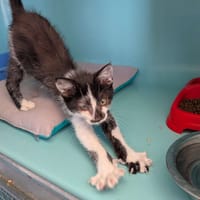 Pirate, chat à adopter