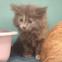 MIGNON, chatte à adopter
