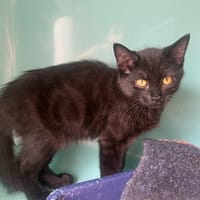 NEMO, chat à adopter