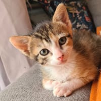 PATTIE, chatte à adopter