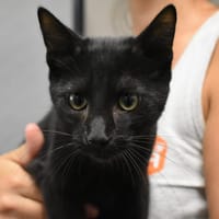 ONYX, chat à adopter