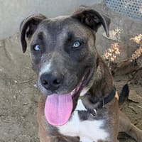 Serena, chienne à adopter