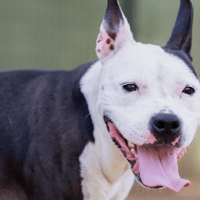 BEANNIE VAA, chienne à adopter