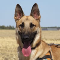 ATLAS, chien à adopter