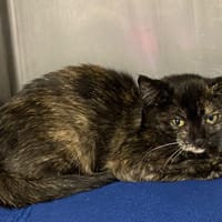 SURIMI, chatte à adopter