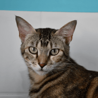 Sahara, chatte à adopter