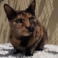 PANDORA, chatte à adopter