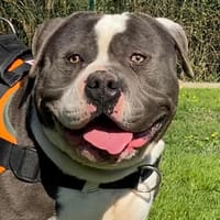 SHARKO, chien à adopter