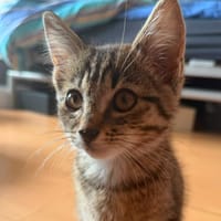 BRUME, chatte à adopter