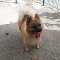 KAI VAA, chien à adopter